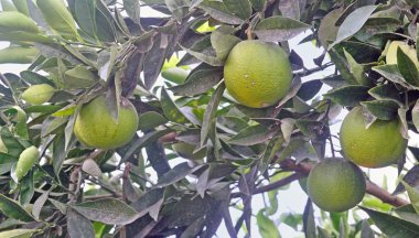 Birkaç turuncu yeşil kabuğu portakal ağacı adam üzerinde olgunlaştırmak
