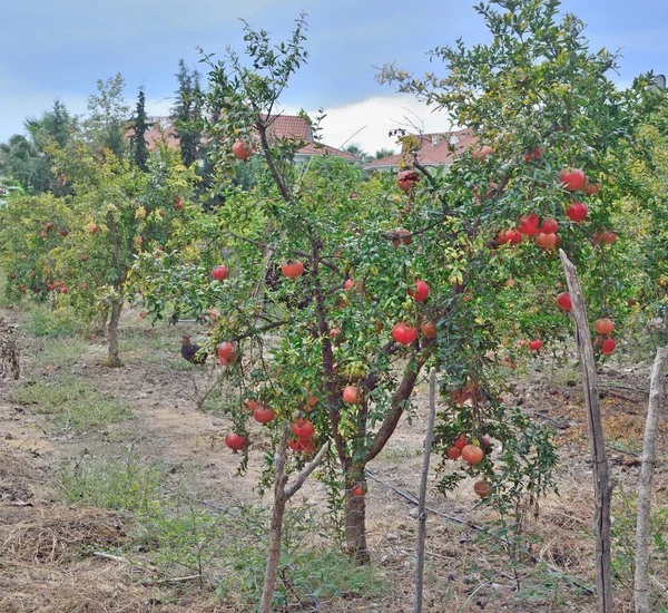 Red Pomegranate Fruit Ripens Tree Garden — Stock Photo, Image