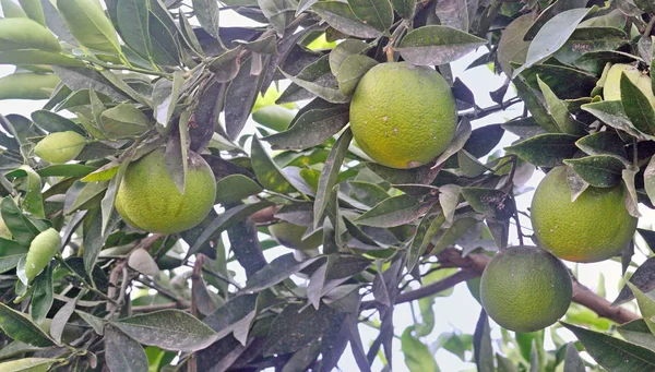 Birkaç turuncu yeşil kabuğu portakal ağacı adam üzerinde olgunlaştırmak