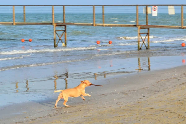 Der Hund Läuft Meeresufer Entlang Und Hält Einen Stock Den — Stockfoto