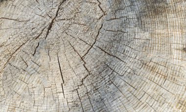 sawed ahşap arka plan üzerinde doğal şekli