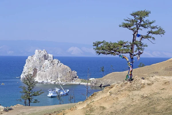 Een Grote Boom Groeien Rotsachtige Kust Van Het Baikalmeer — Stockfoto