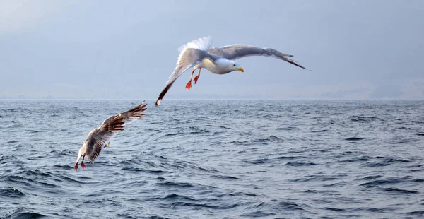 Två Fiskmåsar Flyger Över Vattnet Stark Vind — Stockfoto