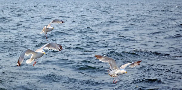 Tre Seagulls Flyga Över Vattnet Stark Vind — Stockfoto