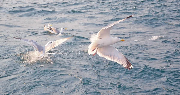 Flera Måsar Flyga Över Vattnet Stark Vind — Stockfoto