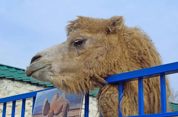 La testa del cammello è più pesante attraverso le sbarre nella penna dello zoo — Foto Stock
