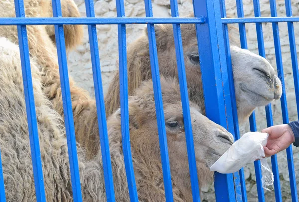 I bambini danno da mangiare ai cammelli allo zoo — Foto Stock