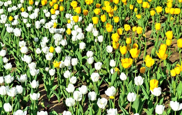 Gele Witte Tulpen Groeien Een Bloembed Achtergrond — Stockfoto