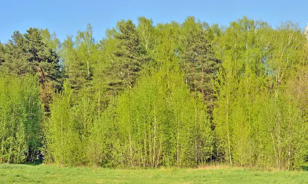 Сосни Берези Аспекти Ростуть Змішаному Лісі — стокове фото