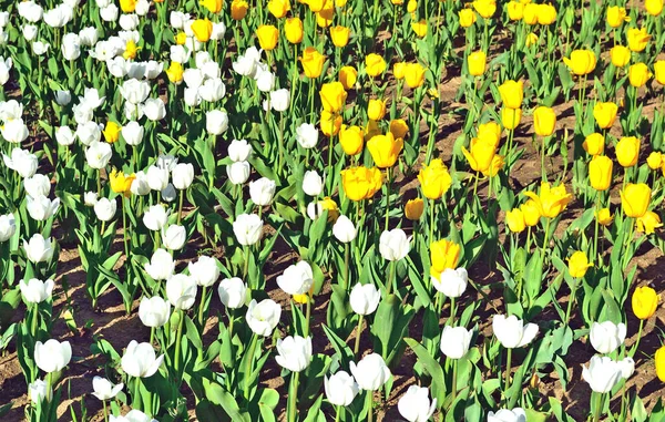 Gele Witte Tulpen Verlicht Door — Stockfoto
