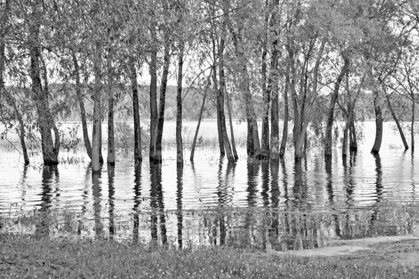 木の幹が水面に映し出され ロイヤリティフリーのストック写真