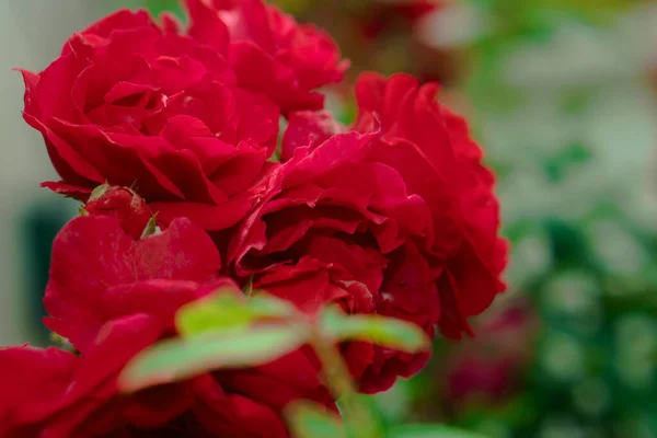 Rose red color, artisanal ornamental plant