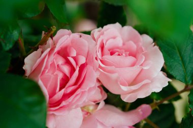 Gül pembesi, zanaatkar süs bitkisi