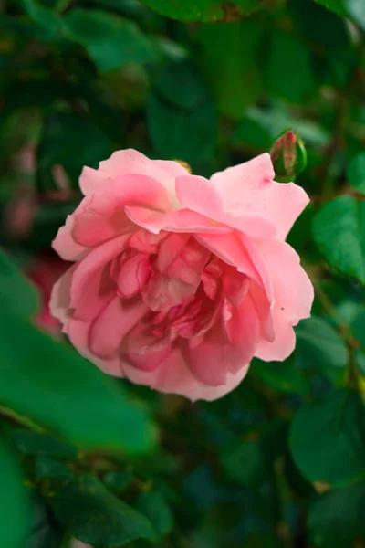 Rose Pink Color Artisanal Ornamental Plant — Stock Photo, Image