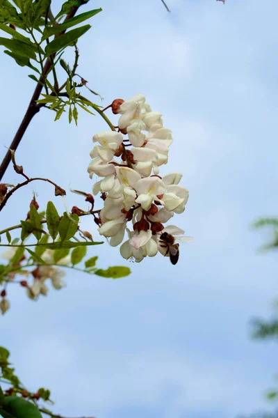 White Acacia Flowering Period — Stock Photo, Image