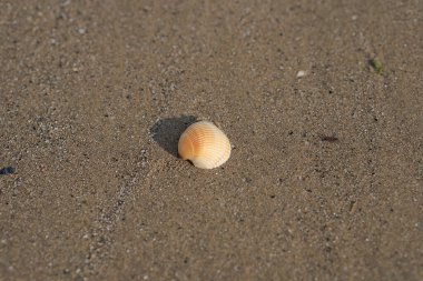 Kabuk kumun üzerinde yatıyor.