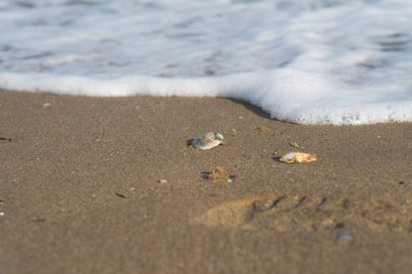 Kabuk kumun üzerinde yatıyor.