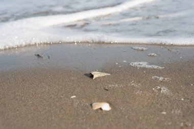 Kabuk kumun üzerinde yatıyor.