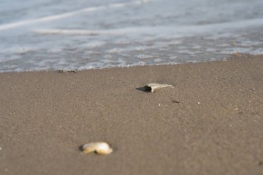 Kabuk kumun üzerinde yatıyor.