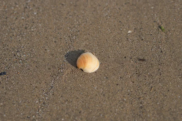 Coquille Repose Sur Sable — Photo