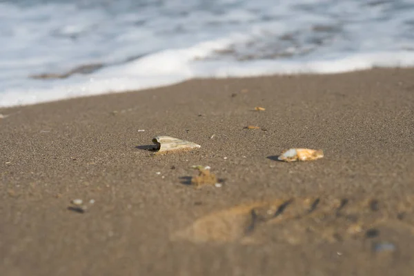 Shell Lies Sand — Stock Photo, Image