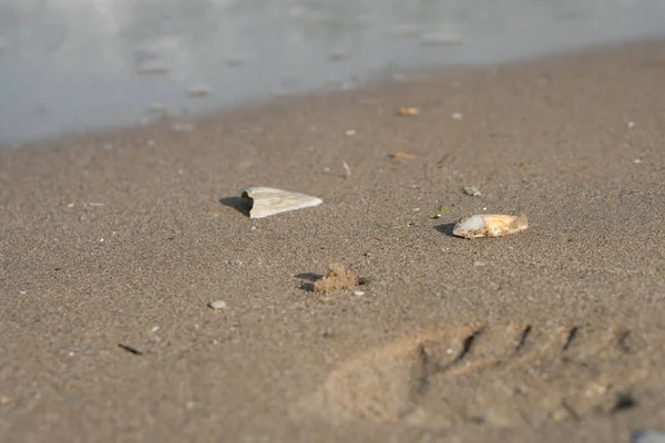 Coquille Repose Sur Sable — Photo