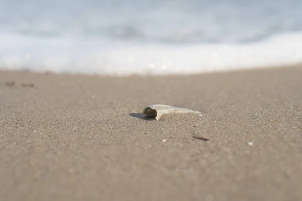 Coquille Repose Sur Sable — Photo