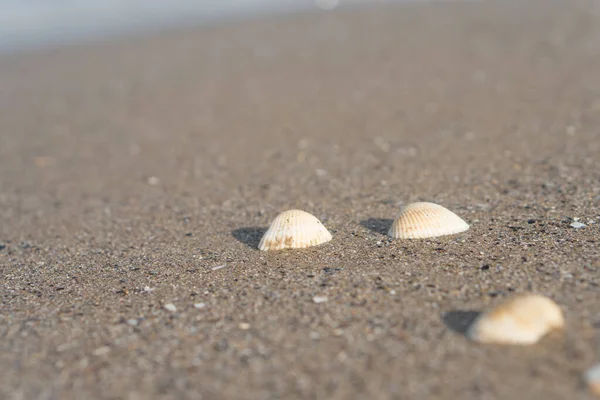 Coquille Repose Sur Sable — Photo