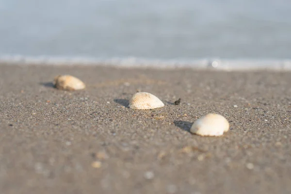 Schelp Ligt Het Zand — Stockfoto