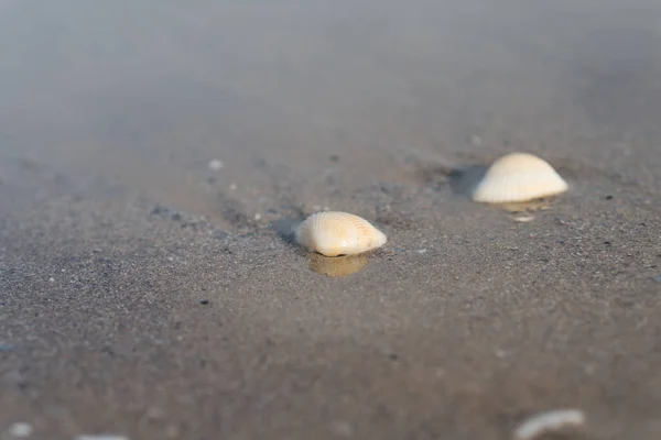 Shell Lies Sand — Stock Photo, Image