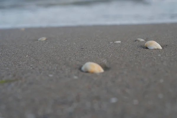Раковина Лежит Песке — стоковое фото