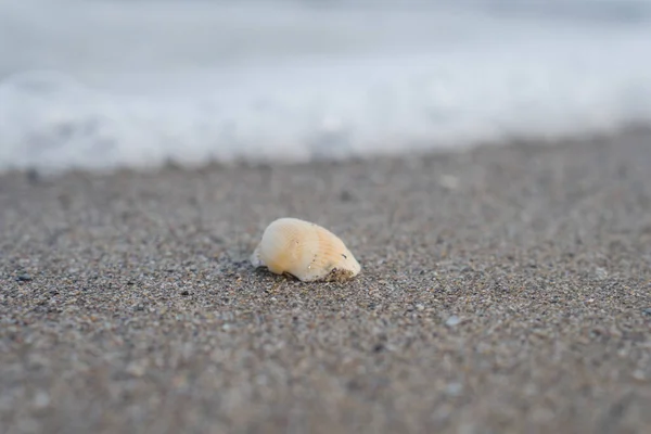 Coquille Repose Sur Sable — Photo