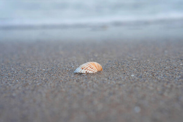 The shell lies on the sand