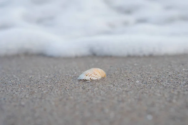 Coquille Repose Sur Sable — Photo