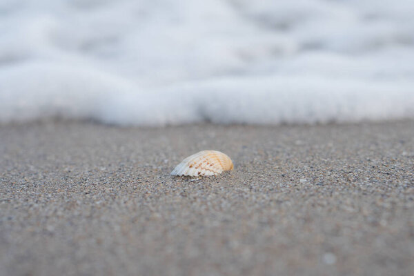 The shell lies on the sand