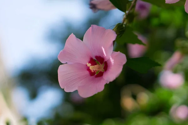 Knopp Blommande Blomma Närbild Helskärmsläge Stockroza — Stockfoto