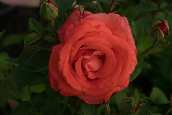 Floração Arbusto Rosa Botão — Fotografia de Stock