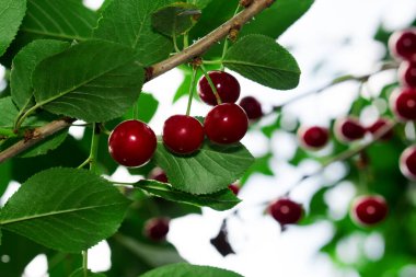 Ağaç dalında olgun kiraz meyveleri