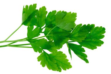 Beyaz arka planda yeşil maydanoz