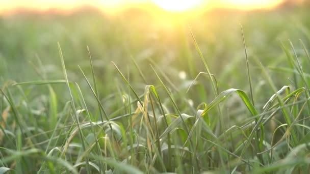 Zöld fű csillog a sárga napsütésben — Stock videók