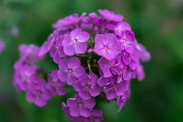 Nyílt Díszítő Hortenzia Virágok Illatos Ezüst Szirmokkal Virágokon — Stock Fotó