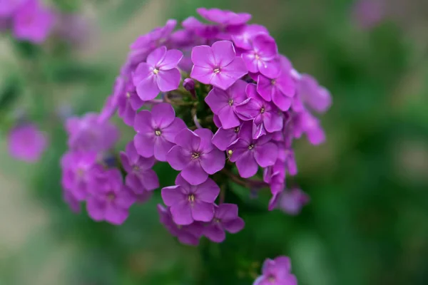Nyílt Díszítő Hortenzia Virágok Illatos Ezüst Szirmokkal Virágokon — Stock Fotó