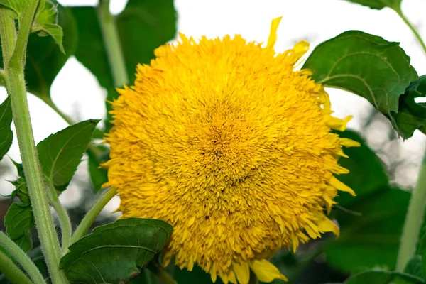 Flor Amarilla Floreciente Girasol Decorativo Que Brilla Sobre Fondo Hojas — Foto de Stock