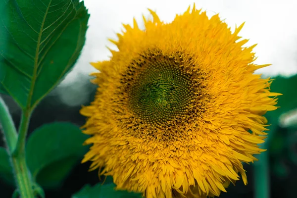 Blooming yellow flower, of decorative sunflower, shining on a background of leaves