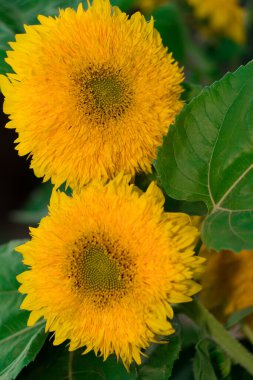 Çiçek açan sarı yapraklar, çiçek tomurcukları yeşil yaprakların arka planında süslemeli bir ayçiçeği.