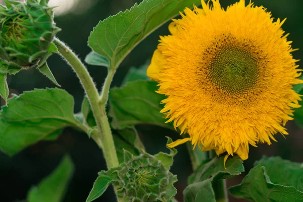 Blooming, with yellow petals, flower buds of a decorative sunflower against the background of its green foliage — Stock Photo, Image