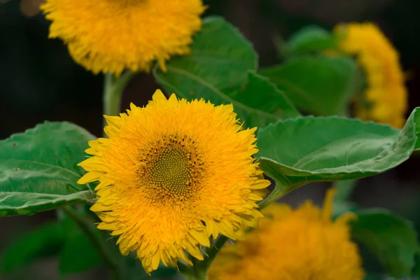 Floración, con pétalos amarillos, capullos de flores de un girasol decorativo sobre el fondo de su follaje verde — Foto de Stock