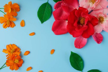 Çiçek açan Gül ve Kozmos çiçekleri ve yeşil gül yaprakları mavi arka planda düzgünce serili.