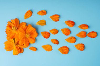 Mavi arka planda, Cosmeya 'nın yaprakları ve tomurcukları düzgünce serpilmiş.