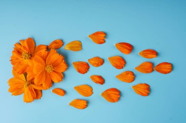 Mavi arka planda, Cosmeya 'nın yaprakları ve tomurcukları düzgünce serpilmiş.